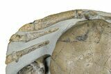 Miocene Fossil Crab (Tumidocarcinus) - New Zealand #186060-4